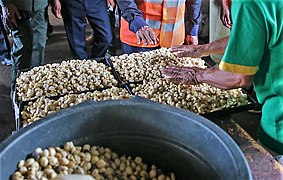 noix de bancoule dans une fabrique de produits cosmétiques à Baucau (Timor oriental).