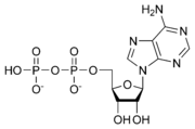 ADP chemical structure.png