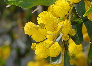 photographie de fleurs de mimosa jaune en gros plan.