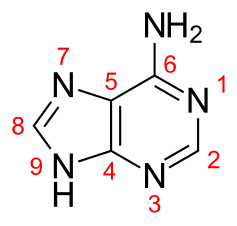 الترقيم القياسي للأدينين (بيورين).