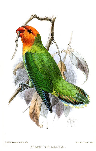 File:AgapornisLilianaeKeulemans.jpg