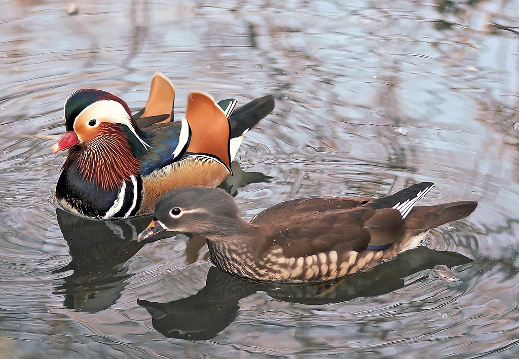 http://upload.wikimedia.org/wikipedia/commons/thumb/0/06/Aix_galericulata_Mandarinentenpaar.JPG/1024px-Aix_galericulata_Mandarinentenpaar.JPG