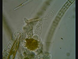 Файл: Амеба охваченная diatom.ogv