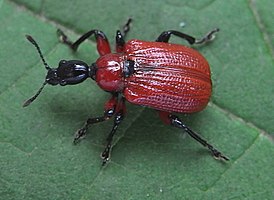 Apoderus coryli