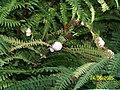 Athyrium filix-femina with Blasticotoma 100 0457.JPG