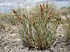 Gardner's saltbush (Atriplex gardneri)