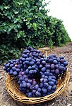 Autumn Royal table grapes California