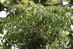 Bakain (Melia Azadirachta) leaves & green fruit at Kolkata W IMG 8039