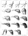 Разные виды клювов у птиц.