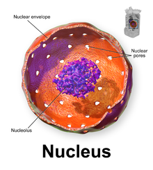 Cell nucleus containing nuclear pores. Blausen 0212 CellNucleus.png