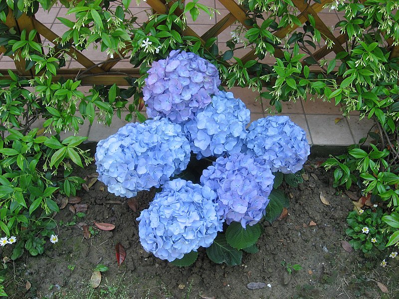 File:Blue Hydrangea.jpg