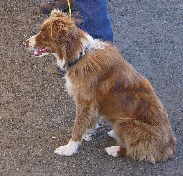 Plik:Border Collie red.jpg