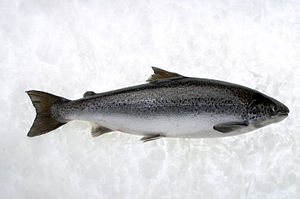 Atlantika salmo (Salmo salar)