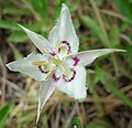 Calochortus lyallii kuuluu ryhmään Nitidi.