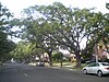 Камфорные деревья (Уилмингтон, Калифорния) .jpg