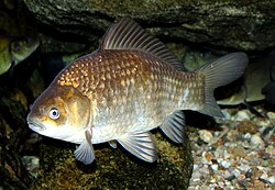 Karūsa (Carassius carassius)