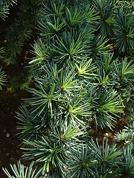 El Cedro