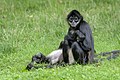 Chápan středoamerický mexický v Zoo Praha