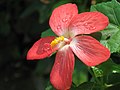 Name of this plant not known. Small flowers looks like Hibiscus.