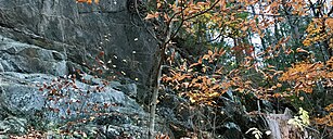 Cliff face that is behind an autumnal tree. Is in a forest with other green leafed trees in the background.