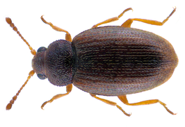 Corticarina minuta