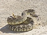 Northern Pacific Rattlesnake