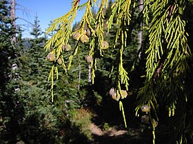 Callitropsis nootkatensis.