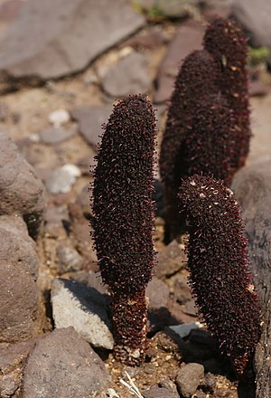 skarlata cinomorio (Cynomorium coccineum)