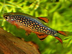 Danio margaritatus (zoom) 2.jpg