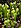 Darlingtonia californica.jpg