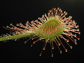 Feuille de droséra à feuilles rondes (Drosera rotundifolia). Photo prise sur une plante en culture. (définition réelle 2 048 × 1 536)