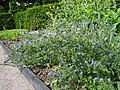 Gewöhnlicher Natternkopf (Echium vulgare)