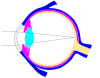 Editable ray diagram of eye v1 Here the pupil has dilated by opening the iris