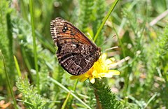 Description de l'image Erebia-epistygne-moire-provencal.JPG.