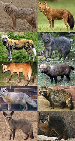 De haut en bas et de gauche à droite: un Chacal doré, un Dhole, un Lycaon, un Renard des savanes, un Loup à crinière, un Chien des buissons, un Renard des steppes, un Chien viverrin, un Otocyon et un Renard gris