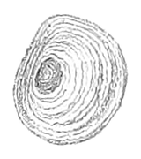 Outer side of an operculum