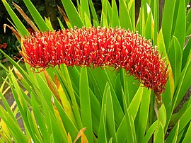 Xeronema callistemon