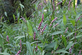 Low smartweed of the Patapsco River in 2020