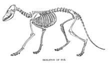 Fox skeleton FoxSkelLyd1.png
