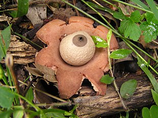 Bir yer yıldızı mantarı türü: Geastrum saccatum