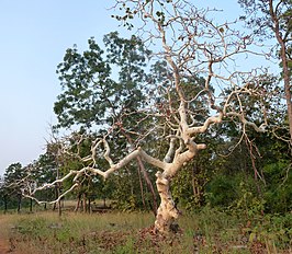 Sterculia urens