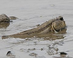 240px-Giant_mudskipper_%28Periophthalmodon_schlosseri%29.jpg