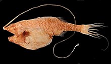 Gigantactis is a deep-sea fish with a dorsal fin whose first filament has become very long and is tipped with a bioluminescent photophore lure. Gigantactis.jpg