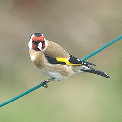 Goldfinch (Carduelis carduelis), Craigleith, Edinburgh - geograph.org.uk - 1229777.jpg