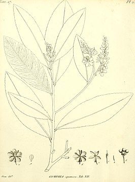 Campylospermum squamosum