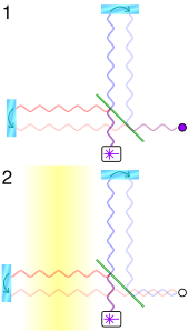 Simplified operation of a gravitational wave observatory
Figure 1: A beamsplitter (green line) splits coherent light (from the white box) into two beams which reflect off the mirrors (cyan oblongs); only one outgoing and reflected beam in each arm is shown, and separated for clarity. The reflected beams recombine and an interference pattern is detected (purple circle).
Figure 2: A gravitational wave passing over the left arm (yellow) changes its length and thus the interference pattern. Gravitational wave observatory principle.svg