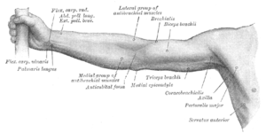 Front of right upper extremity.