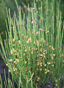 Зеленый эфедра Ephedra viridis close.jpg