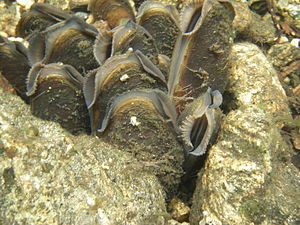 English: Freshwater pearl mussel (Margaritifer...