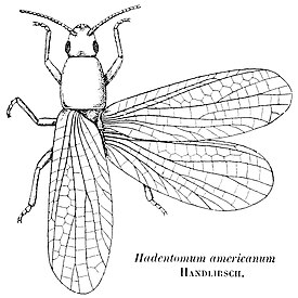 Hadentomum americanum